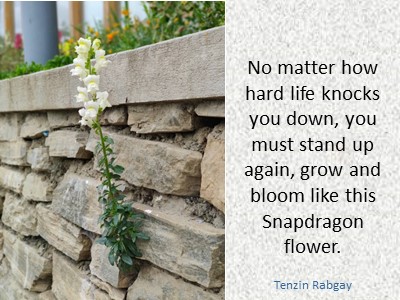 Messageful Image - Life Advice by Tenzin Rabgay, Bhutan: stand up, grow, bloom like the Shapdragon flower